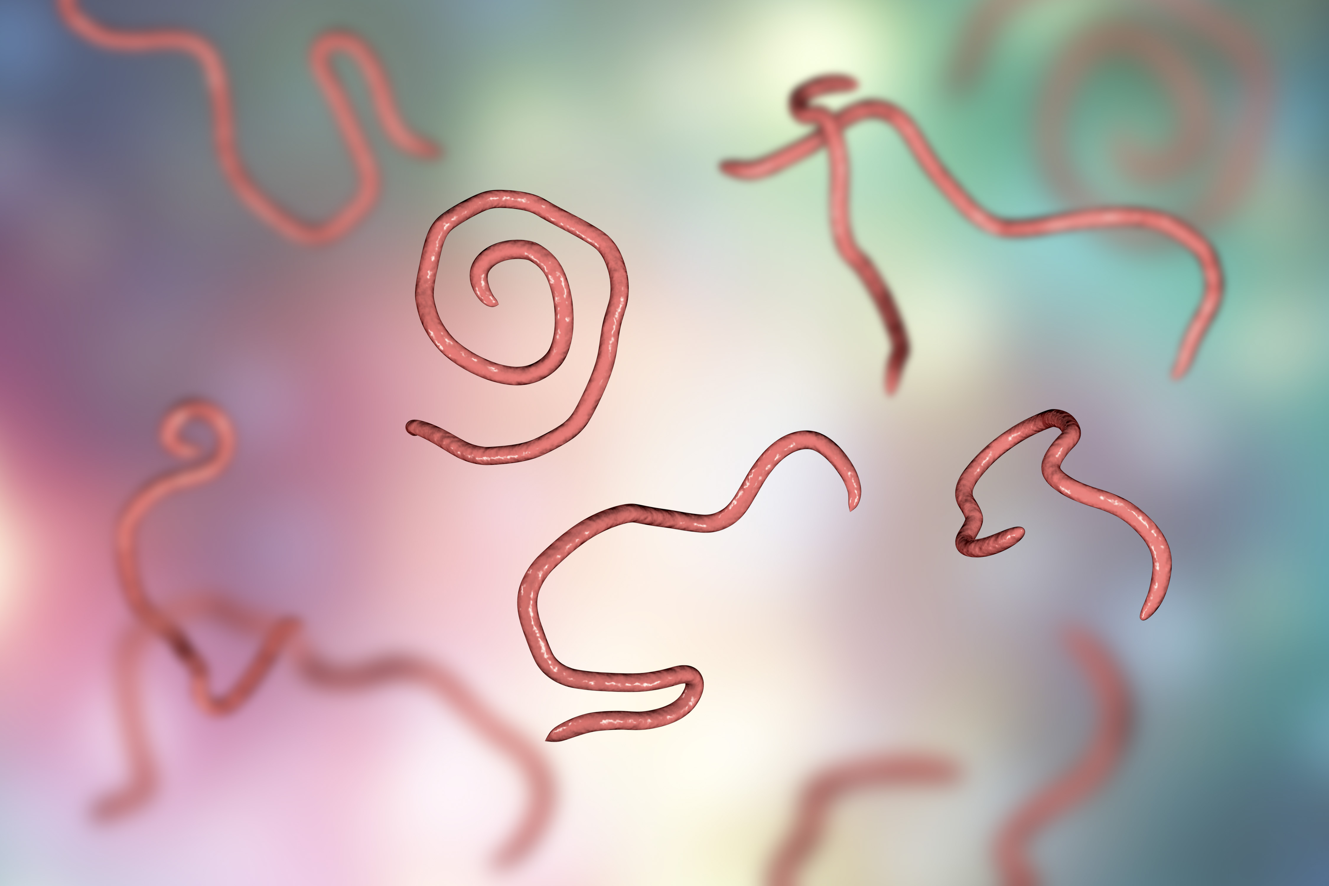 Pinworm Under Microscope